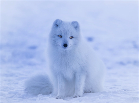 Icelandic Foxes