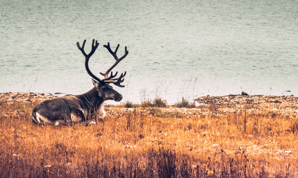 Lonely reindeer lays down to rest in Iceland